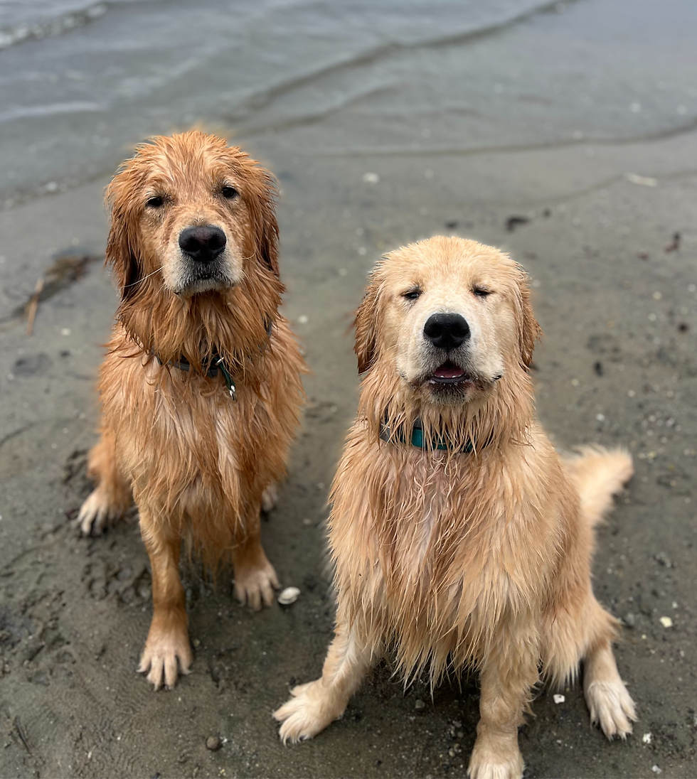 "You like dogs? I like dogs!"